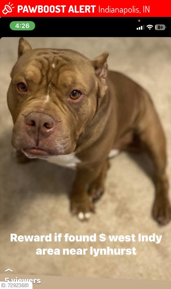 Lost Male Dog last seen Lynhurst and regent st, Indianapolis, IN 46225