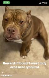 Lost Male Dog last seen Lynhurst and regent st, Indianapolis, IN 46225