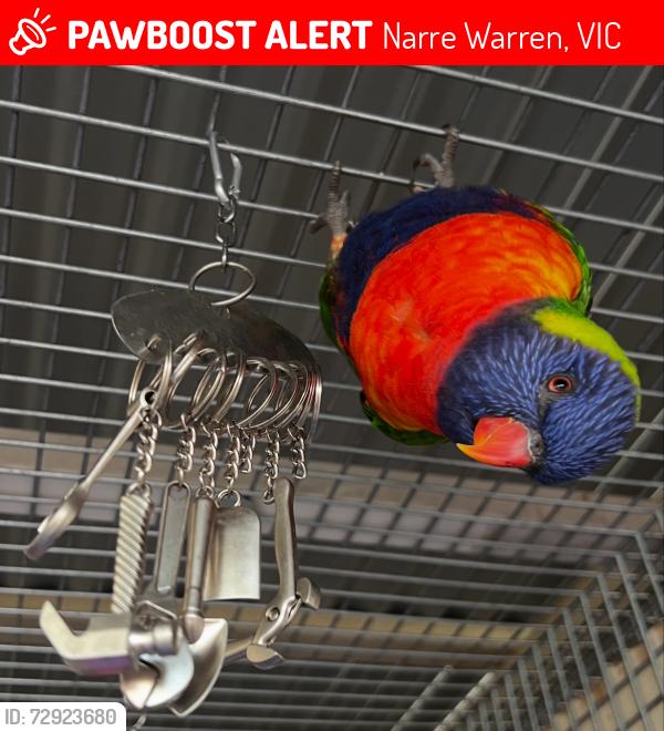 Lost Male Bird last seen Riflebird Avenue Narre Warren , Narre Warren, VIC 3805