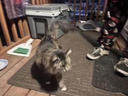 Found/Stray Female Cat last seen Thomas Rd, Key Center, WA 98329