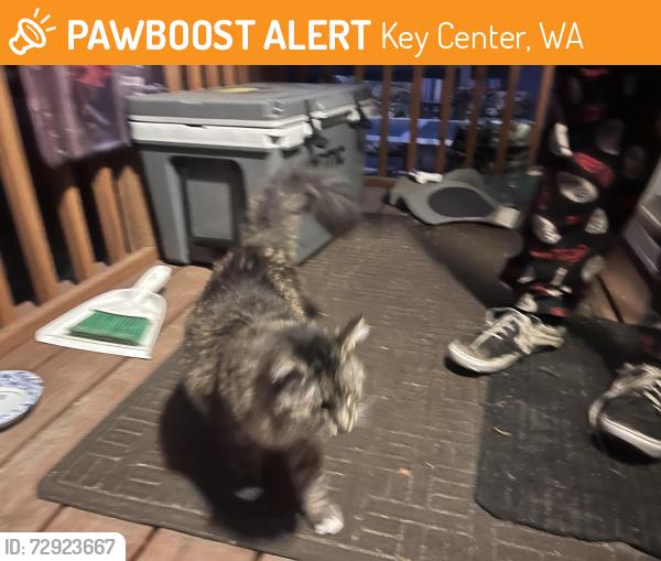 Found/Stray Female Cat last seen Thomas Rd, Key Center, WA 98329