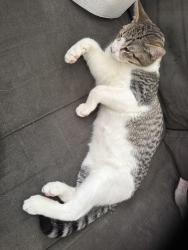 Lost Male Cat last seen Weeden Pk, Chilliwack, BC V2R 5T9