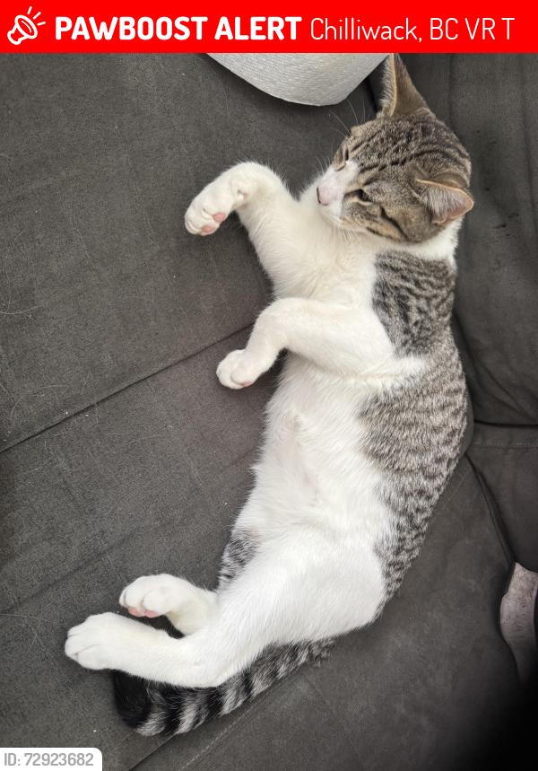 Lost Male Cat last seen Weeden Pk, Chilliwack, BC V2R 5T9