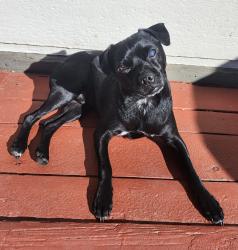 Reunited Male Dog last seen Pioneer Park, Centennial, CO 80015