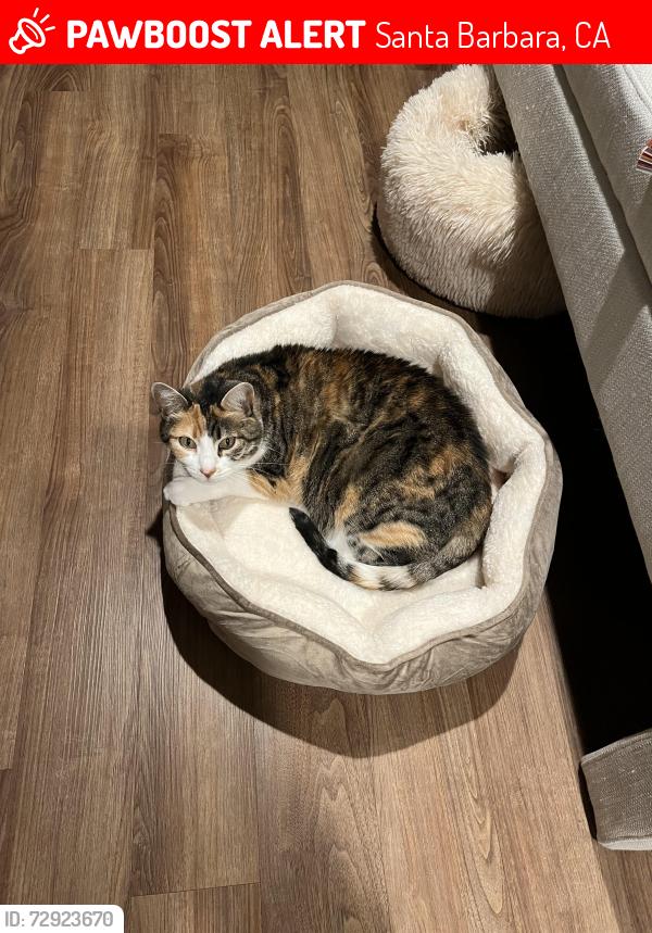 Lost Female Cat last seen Modoc and Torino Valle Verde retirement community, Santa Barbara, CA 93105