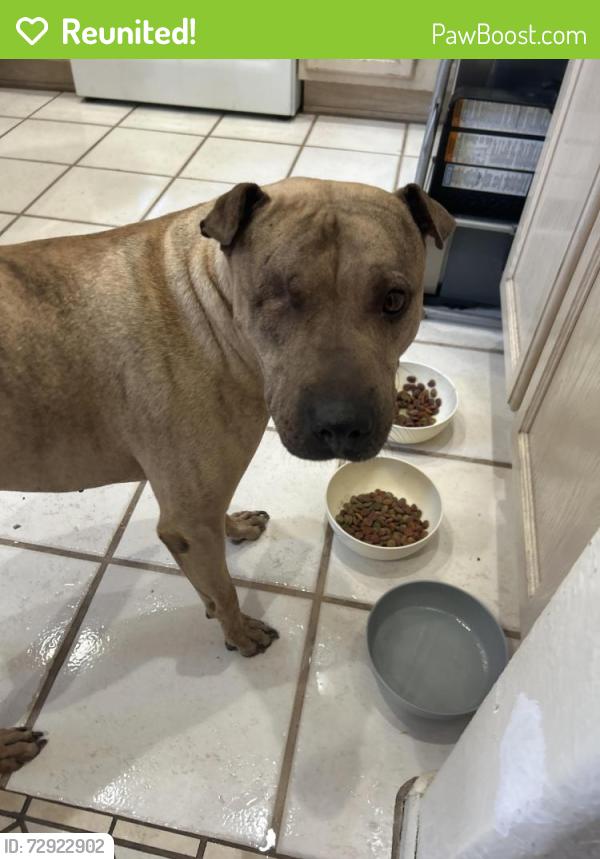 Reunited Female Dog last seen N 63rd Ave, Glendale, AZ, USA, Glendale, AZ 85304