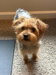 Reunited Male Dog last seen McKenzie River Hwy, Vida, OR 97488