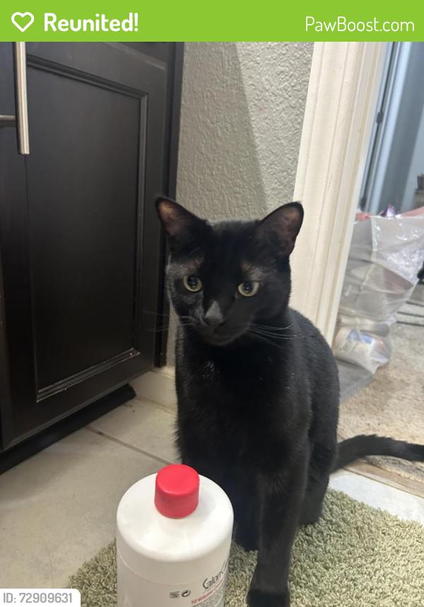 Reunited Male Cat last seen Redhaven St., Brentwood, CA 94513