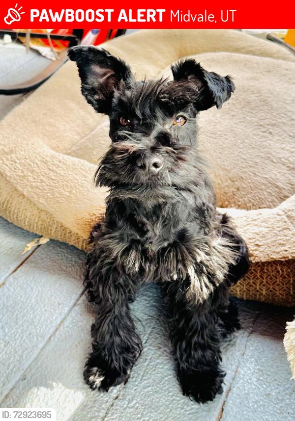 Lost Female Dog last seen Fort Union blv, Midvale, UT 84047