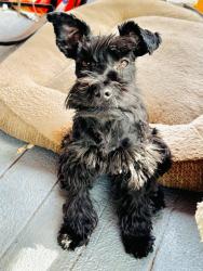 Lost Female Dog last seen Fort Union blv, Midvale, UT 84047