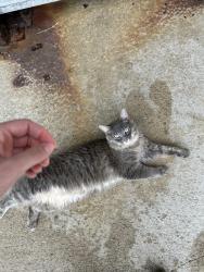Found/Stray Unknown Cat last seen royal point parkway, Beavercreek, OH 45431