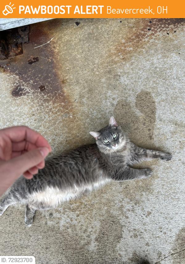 Found/Stray Unknown Cat last seen royal point parkway, Beavercreek, OH 45431
