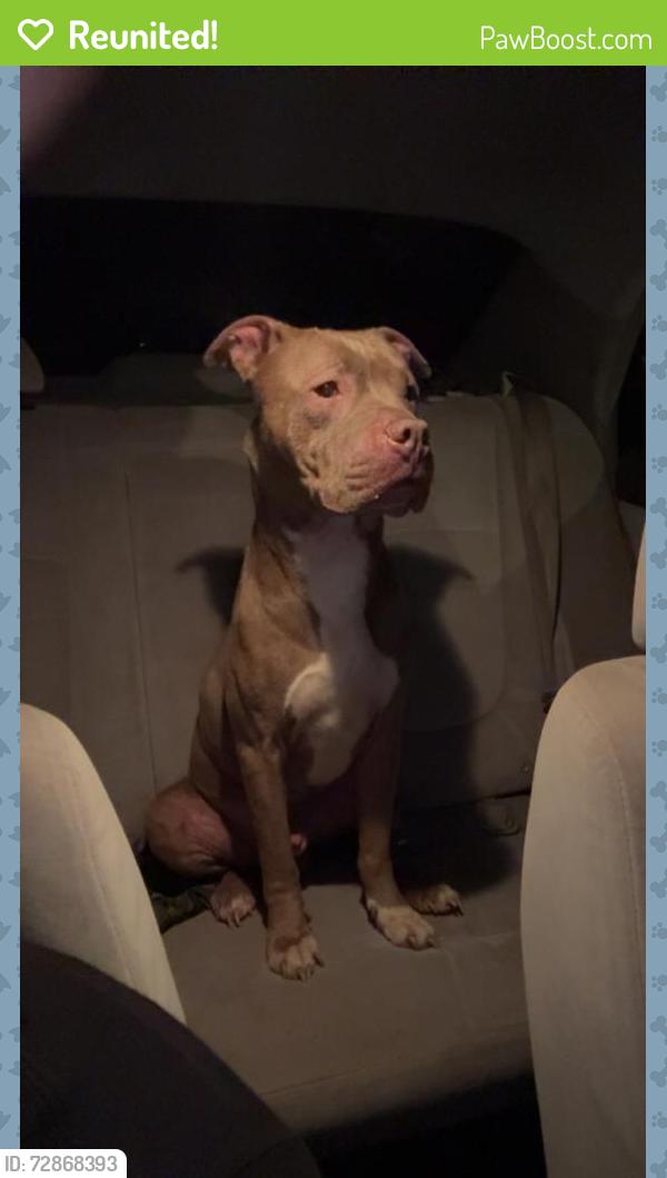 Reunited Male Dog last seen Near ray st , Anderson, SC 29624