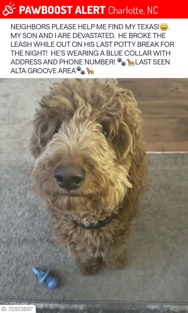 Lost Male Dog last seen Alta Grove apmts on Couloak dr, Charlotte, NC 28216