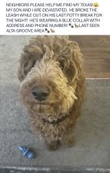 Lost Male Dog last seen Alta Grove apmts on Couloak dr, Charlotte, NC 28216