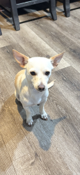 Lost Female Dog last seen Consul and Ontario , Corona, CA 92881