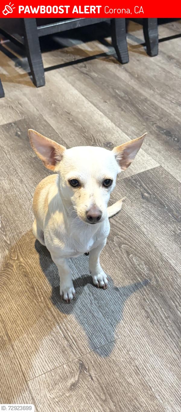 Lost Female Dog last seen Consul and Ontario , Corona, CA 92881