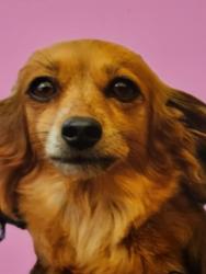 Lost Female Dog last seen Glen and Turner, Wahiawa, HI 96786