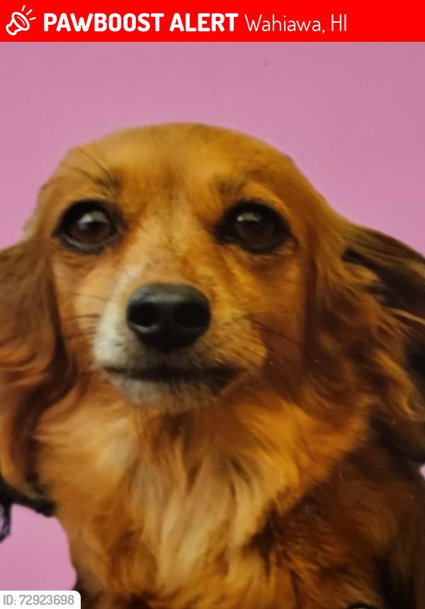 Lost Female Dog last seen Glen and Turner, Wahiawa, HI 96786