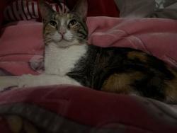 Reunited Female Cat last seen Campbell & Diversey Ave, Chicago, IL 60618