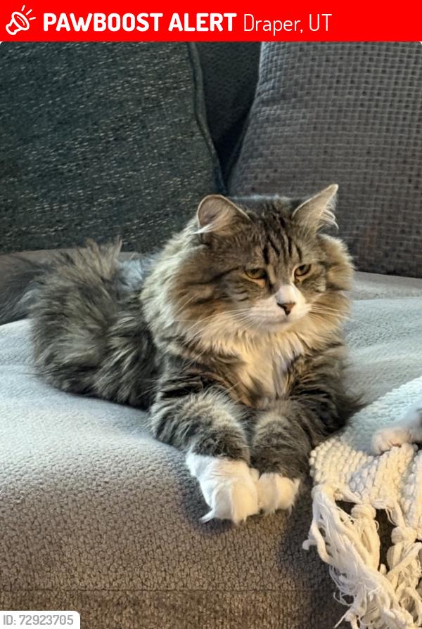 Lost Male Cat last seen Near So 700 E, Draper, UT 84020