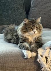 Lost Male Cat last seen Near So 700 E, Draper, UT 84020