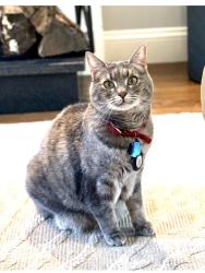Lost Female Cat last seen Temple Aliyah, Claxton Field, Country Way Rd., Needham, MA 02492