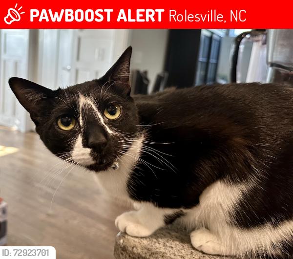 Lost Male Cat last seen Character Dr Rolesville NC, Rolesville, NC 27571