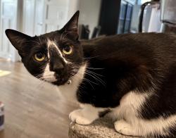 Lost Male Cat last seen Character Dr Rolesville NC, Rolesville, NC 27571