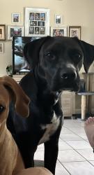 Reunited Male Dog last seen Diane ave and Rila St Se, Palm Bay, FL 32909
