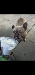 Reunited Male Dog last seen Haddon and Telfair , Kagel Canyon, CA 91342