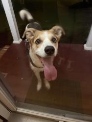 Reunited Male Dog last seen Angela Lane, Chattanooga, TN 37419