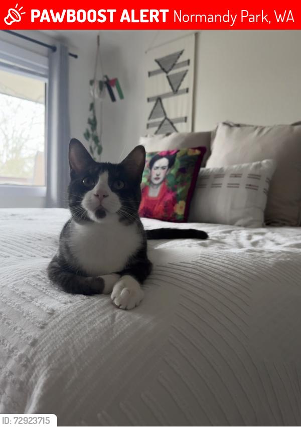 Lost Male Cat last seen Beverly Rd and Marine View Drive , Normandy Park, WA 98148