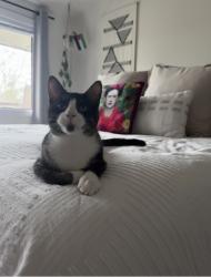 Lost Male Cat last seen Beverly Rd and Marine View Drive , Normandy Park, WA 98148