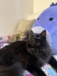 Reunited Male Cat last seen Near Stickney Ave, South St Paul, MN 55075, USA, South Saint Paul, MN 55075