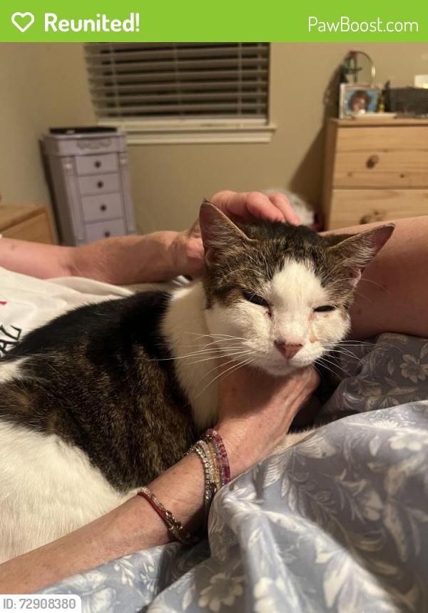 Reunited Female Cat last seen snowdrift trail & wolf creek way, Round Rock, TX 78664
