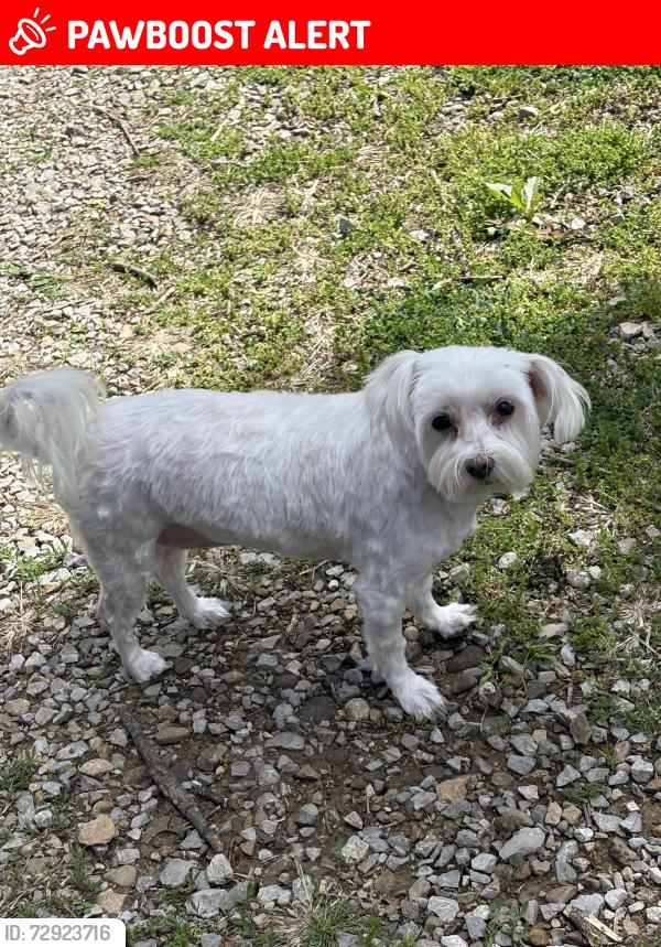 Lost Female Dog last seen Up the hill in cul-de-sac on Sunny lane Newark Ohio, Hanover Township, OH 43055