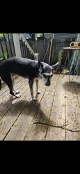 Reunited Female Dog last seen Near S Lowell Ave, Syracuse, NY 13204, USA, Syracuse, NY 13204