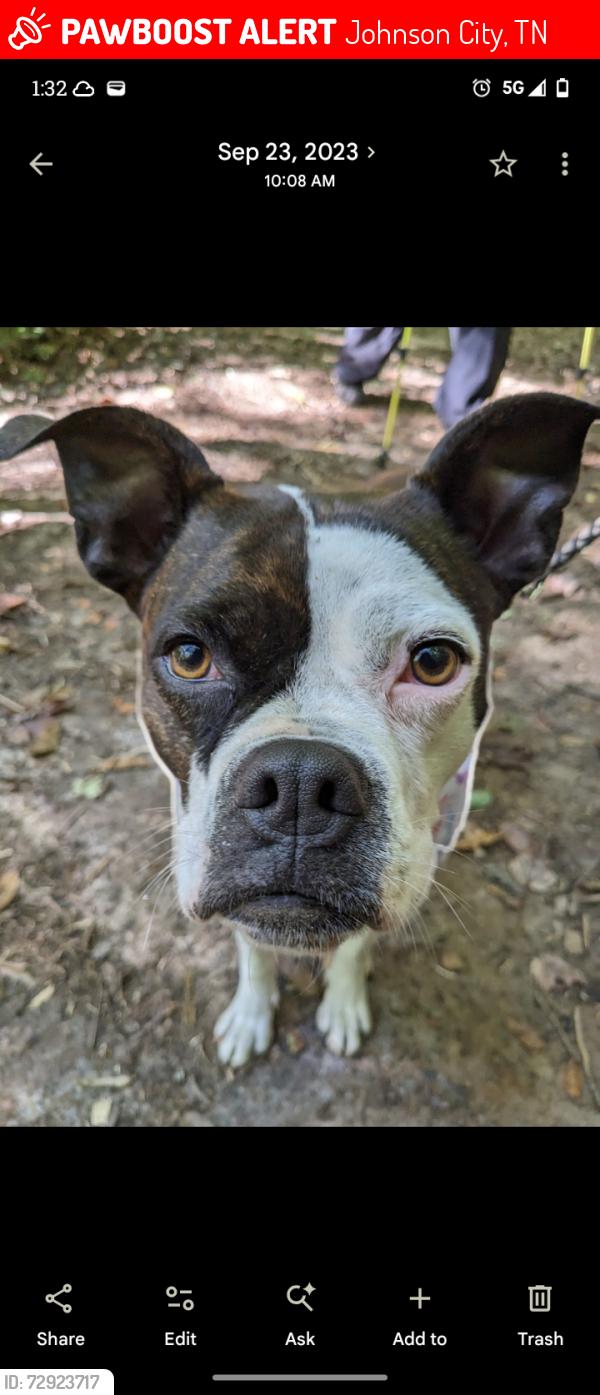 Lost Female Dog last seen Legion St and King springs rd near Baker court apmts, Johnson City, TN 37601