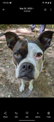 Lost Female Dog last seen Legion St and King springs rd near Baker court apmts, Johnson City, TN 37601