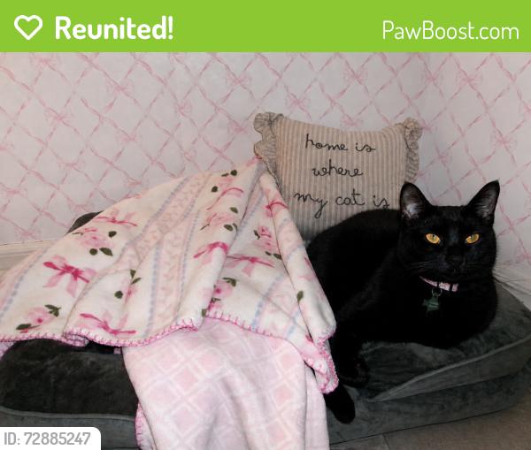 Reunited Male Cat last seen melonville and lake mary blvd, Sanford, FL 32773