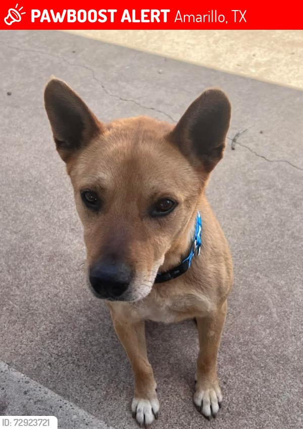 Lost Male Dog last seen Near 34th and Bell area, Amarillo, TX 79106