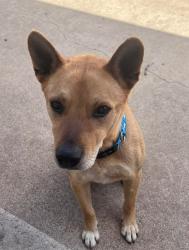 Lost Male Dog last seen Near 34th and Bell area, Amarillo, TX 79106