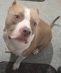 Reunited Male Dog last seen Cermak Road and 17th Avenue, Broadview, IL 60155