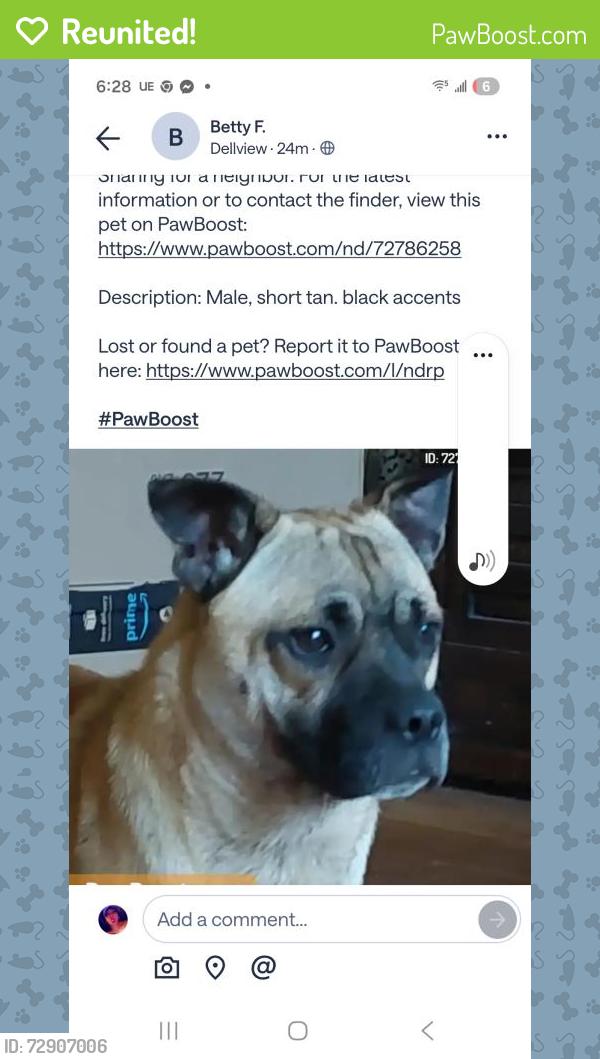 Reunited Male Dog last seen Altgelt , San Antonio, TX 78201