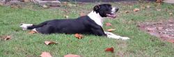 Reunited Male Dog last seen Walmart Hipermarket, Travelers Rest, SC 29690