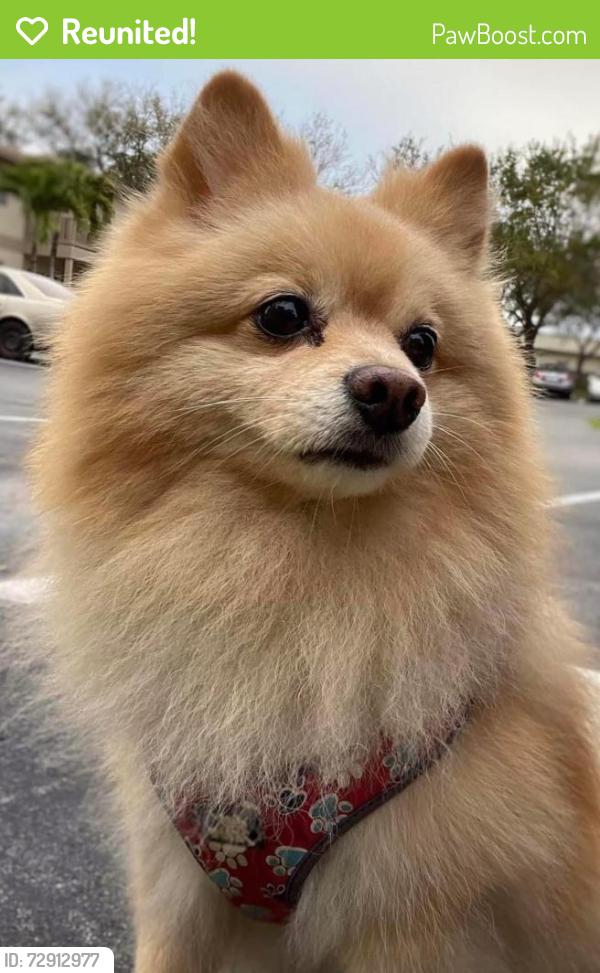 Reunited Male Dog last seen Little Caesar’s , West Palm Beach, FL 33415