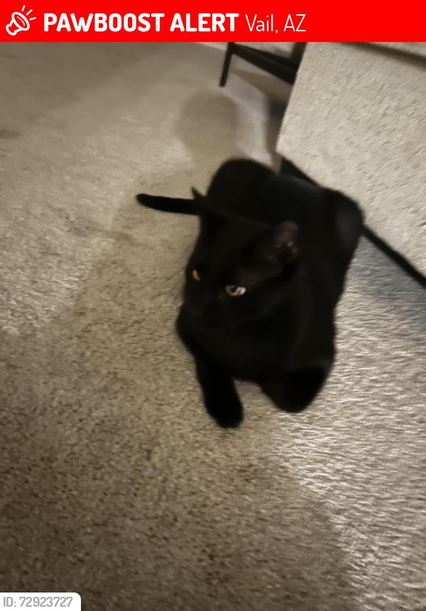 Lost Male Cat last seen Ace on sahuarita and houghton, Vail, AZ 85641