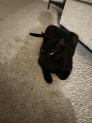Lost Male Cat last seen Ace on sahuarita and houghton, Vail, AZ 85641