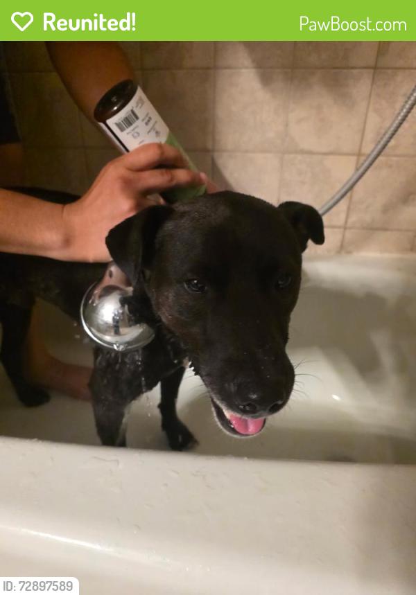 Reunited Male Dog last seen At the golf course, Memphis, TN 38016